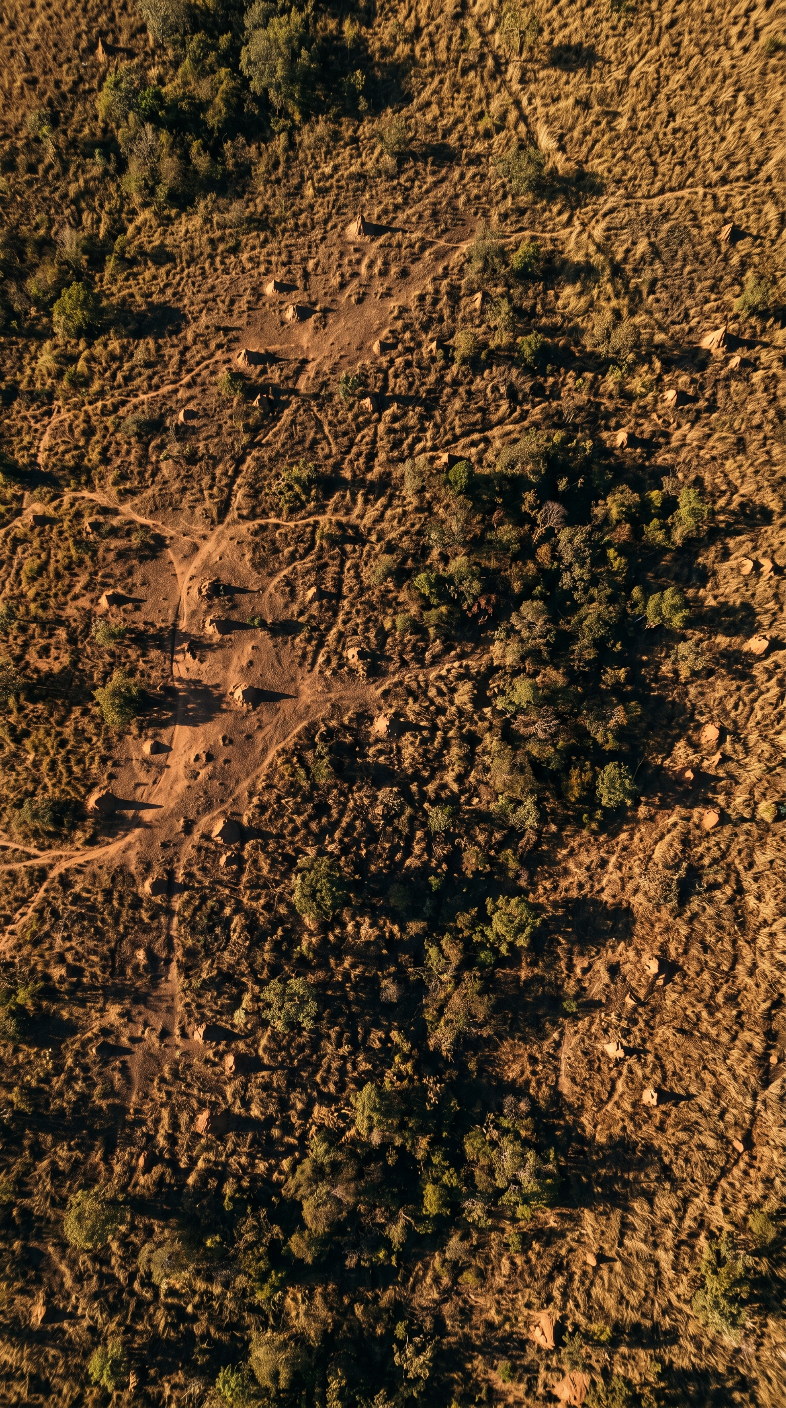 Emas National Park, Brazil from high overhead — Priodontes maximus is the largest living armadillo.