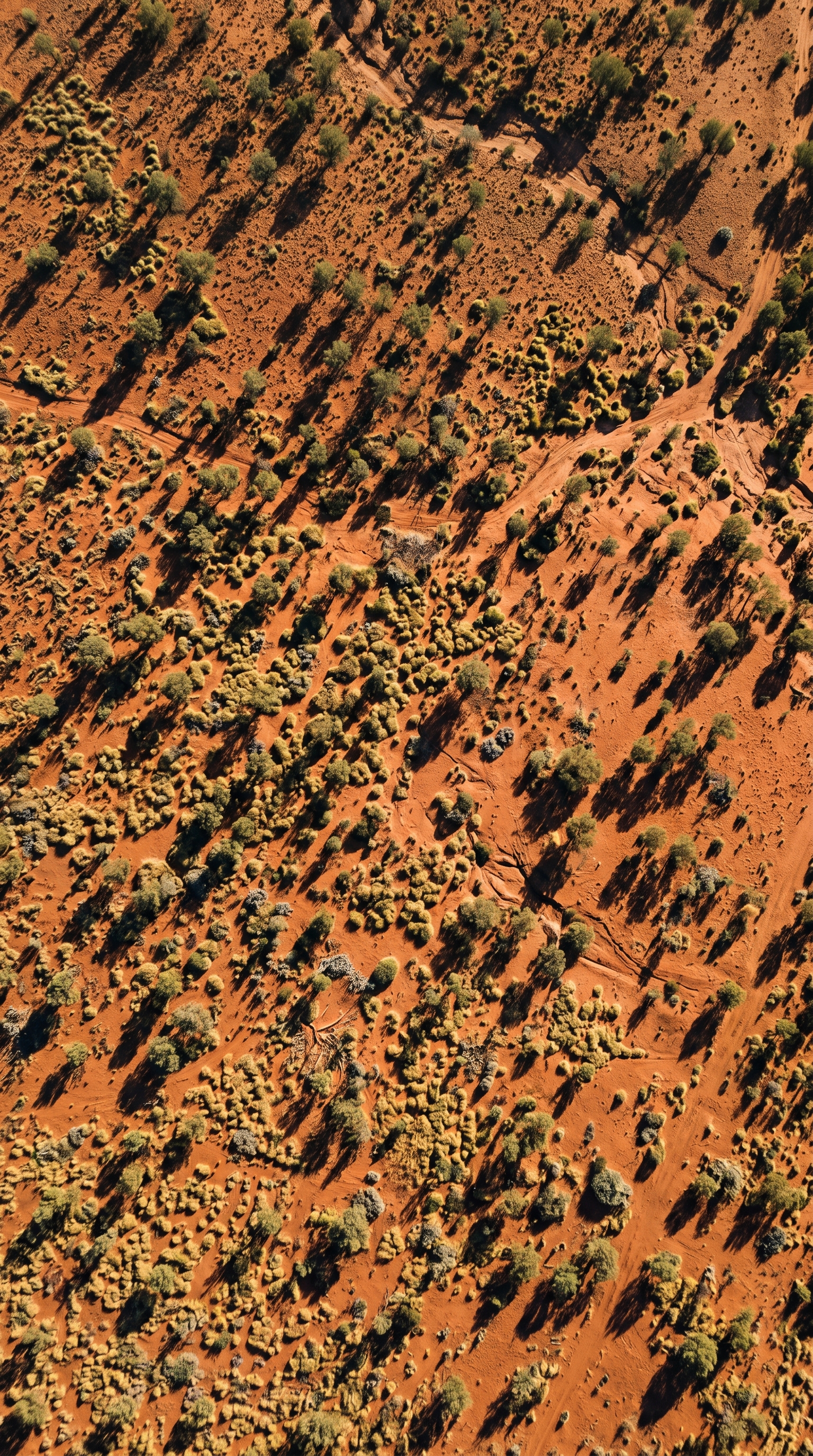 Sturt National Park (New South Wales), Australia from high overhead — The red kangaroo is the largest living marsupial.