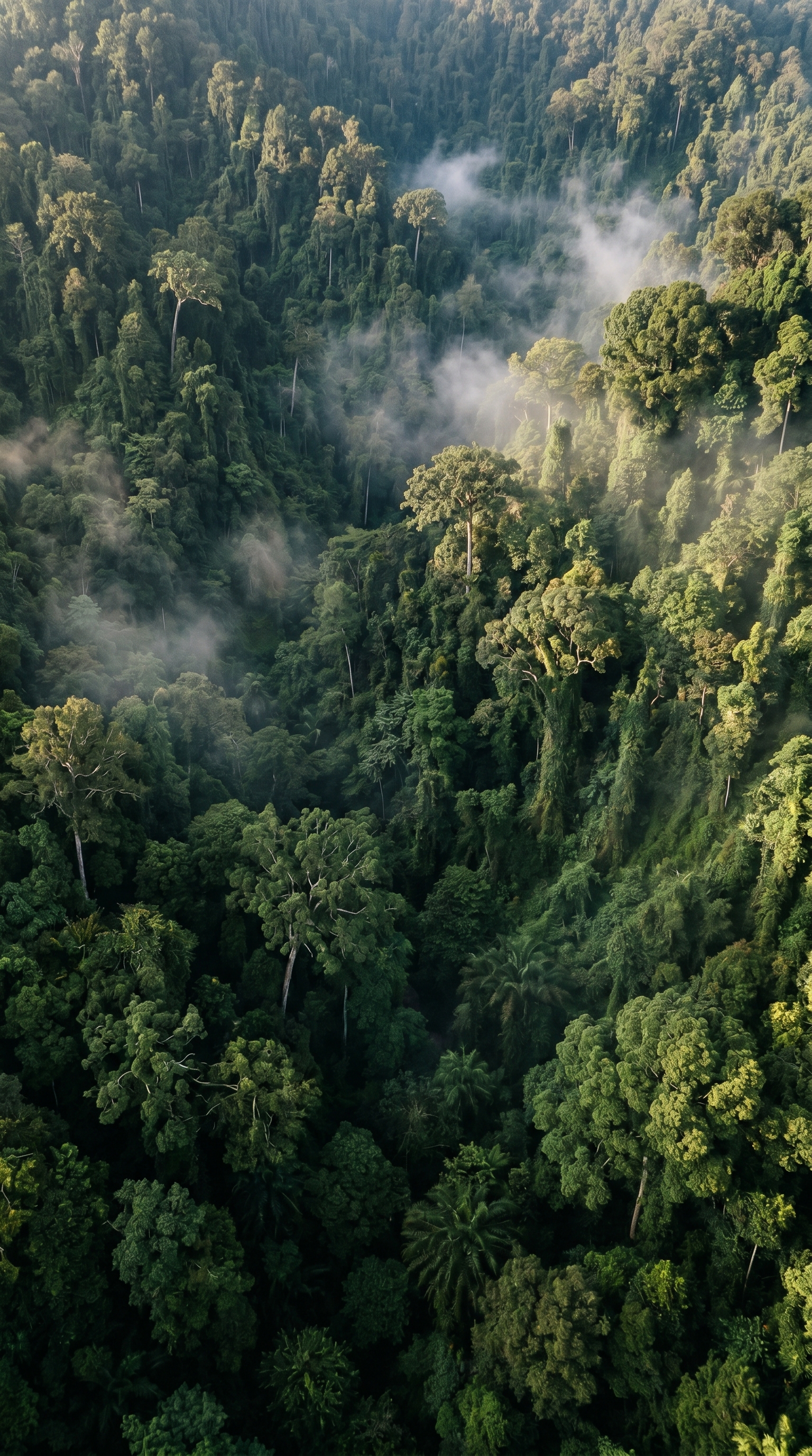 Gunung Leuser National Park, Indonesia from high overhead — Pongo abelii is listed as Critically Endangered.