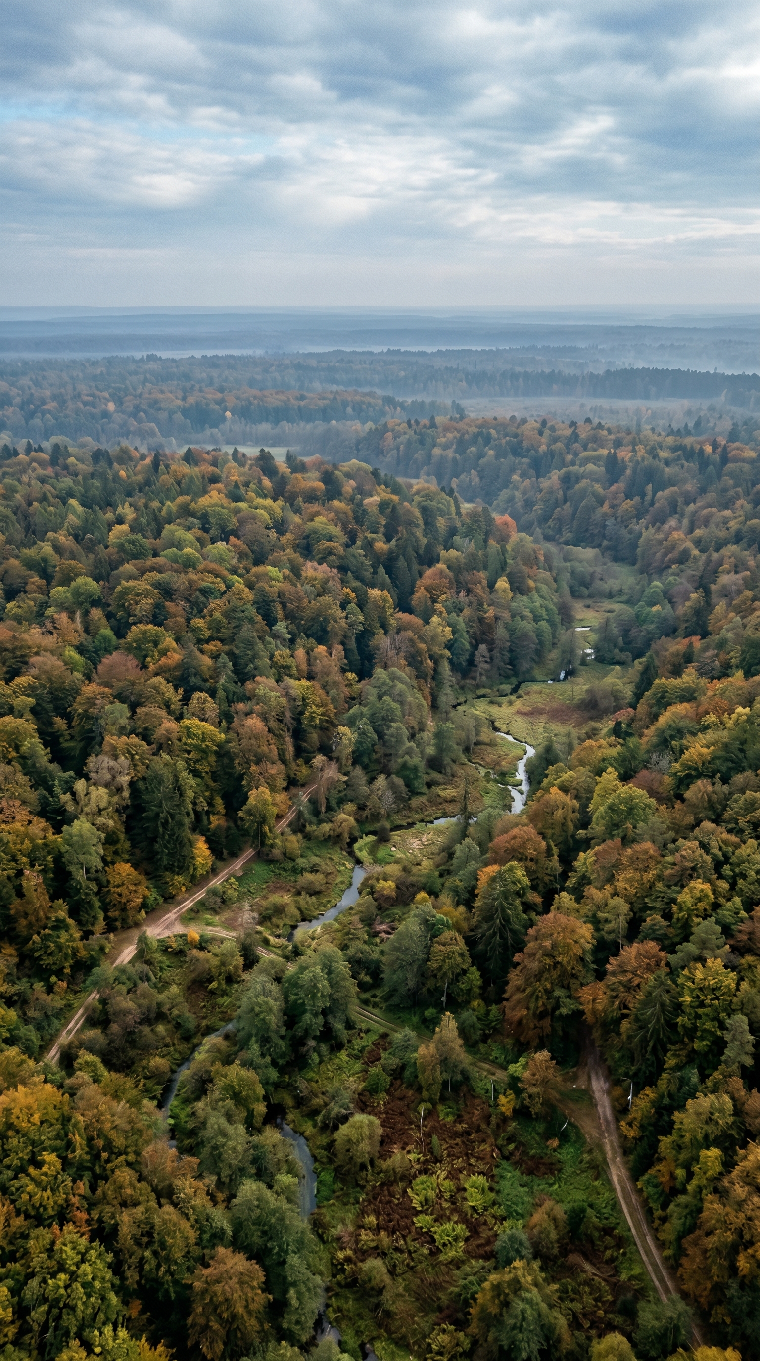 Bialowieza Forest, Poland seen from above — home of the european wild boar.
