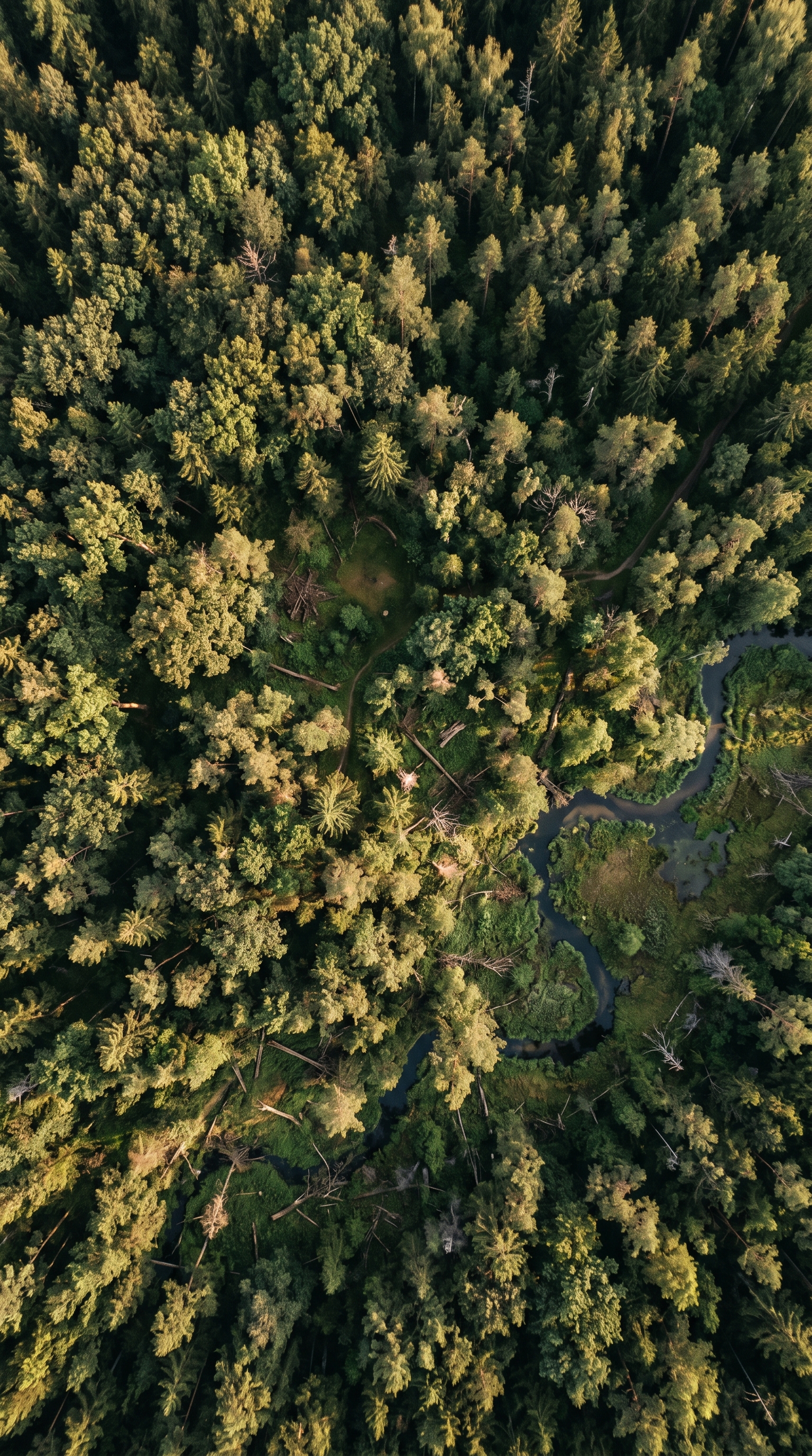 Bialowieza Forest, Poland from high overhead — home of the european wild boar.
