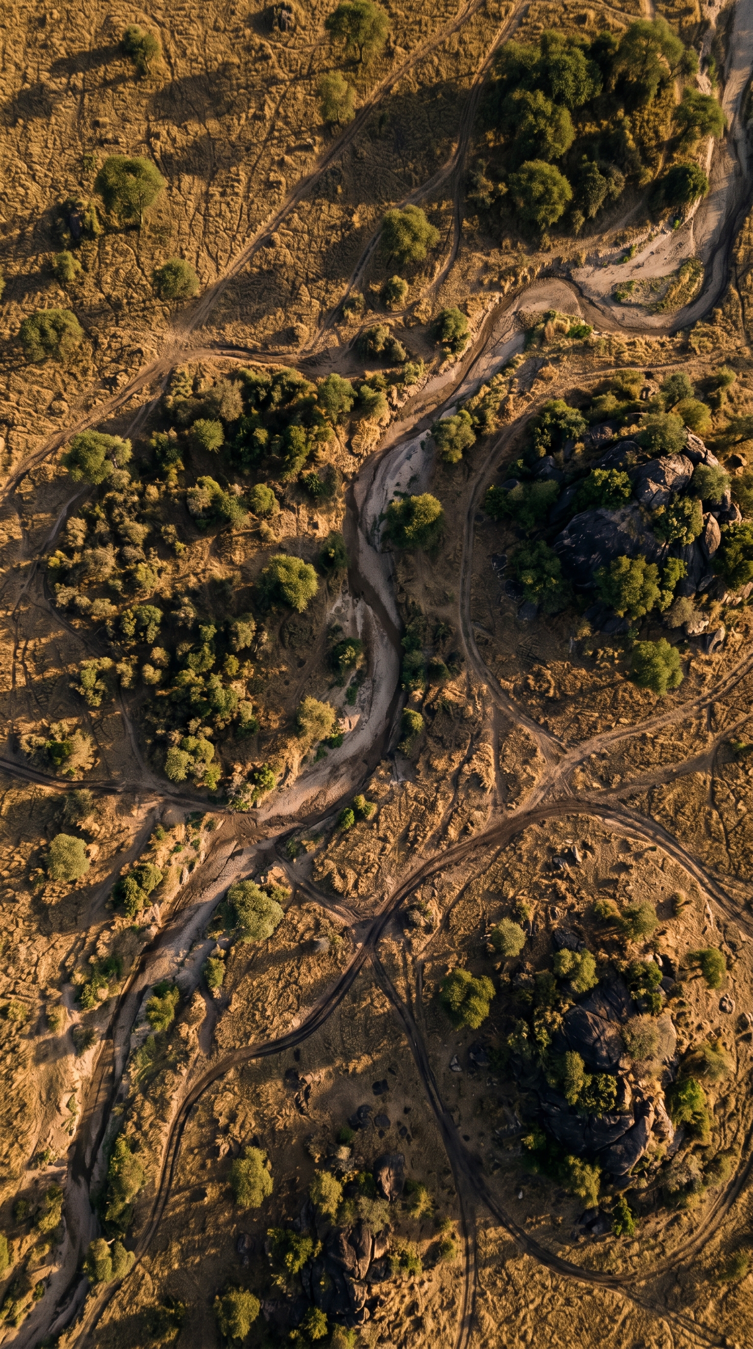 Serengeti National Park, Tanzania from high overhead — Panthera leo is listed as Vulnerable on the IUCN Red List with a decreasing population trend.