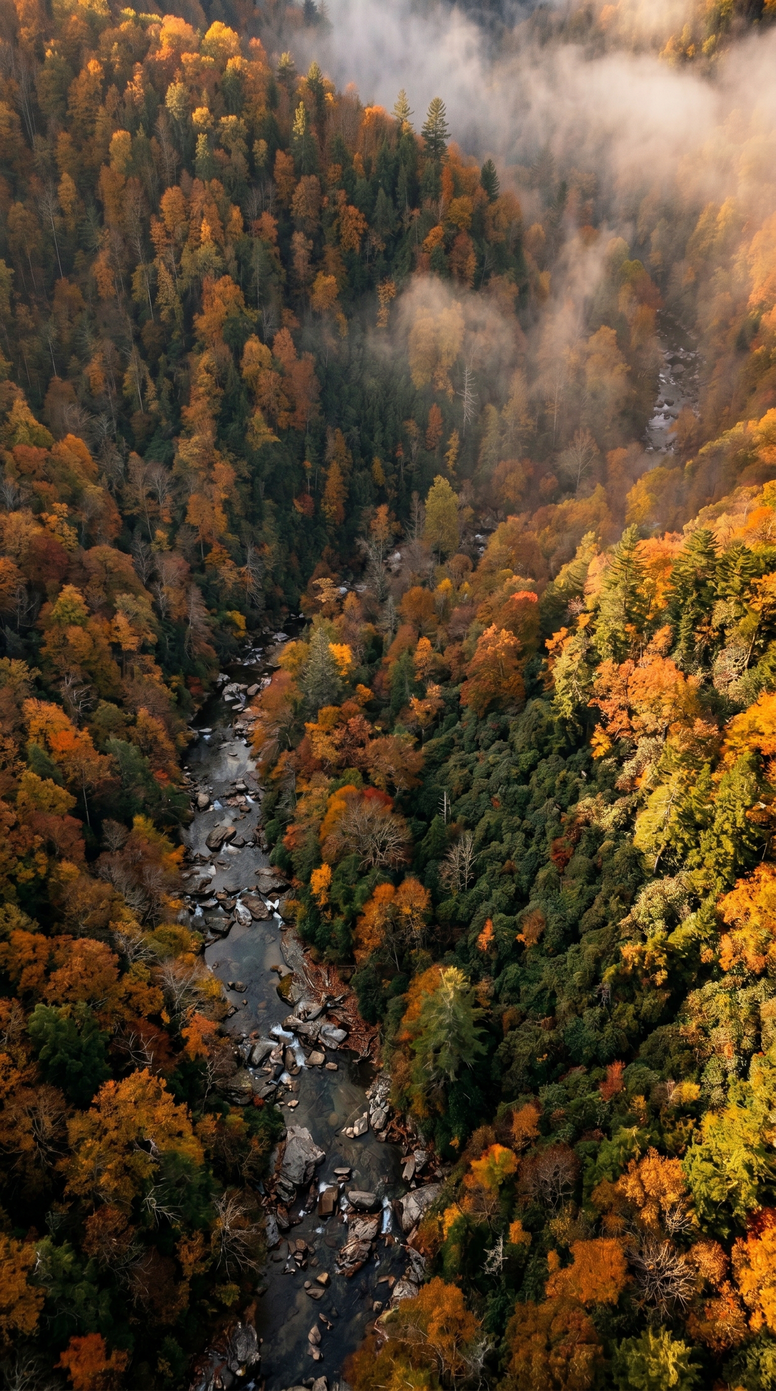 Black bear country from high overhead — North America's largest forested ranges, from Alaska to Mexico.